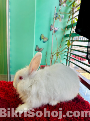 Giant Angora Mix